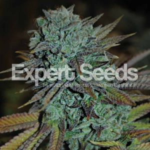 Gorilla Glue #4