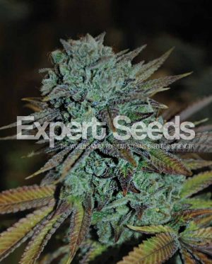 Gorilla Glue #4