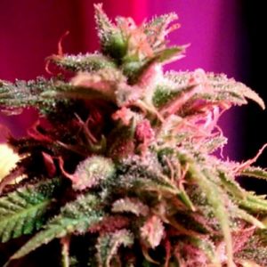 Strawberry StarDawg x6