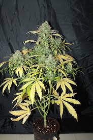 (Auto) Amnesia x10
