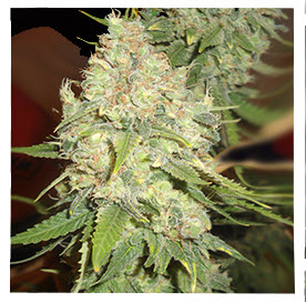Blackberry OG x10