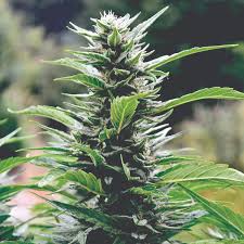 Blueberry Headband x10