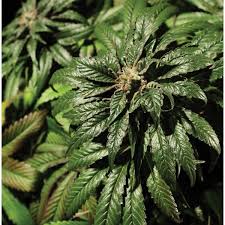 Bubblegum Kush x5
