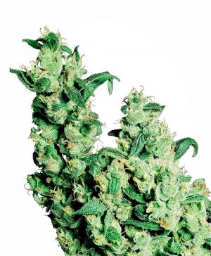 Jack Herer x10