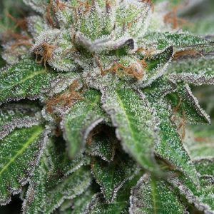 Bubba Kush x10