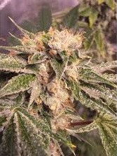 Lemon Zkittle x10