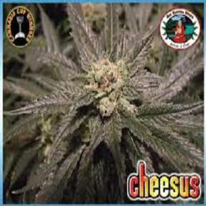 Cheesus x5