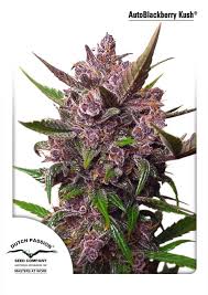 (Auto) Blackberry Kush