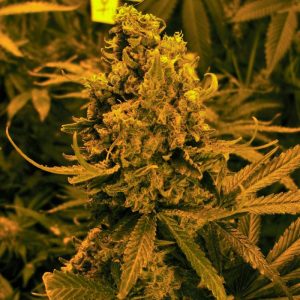 (Auto) Blueberry Kush