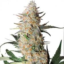 Critical Orange Punch
