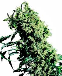 Northern Lights #5 x Haze