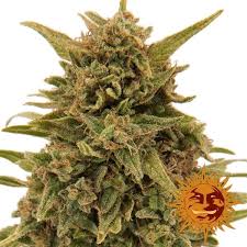 Blueberry OG x10