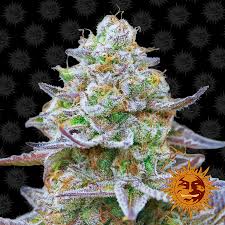 Gorilla Zkittlesz x10