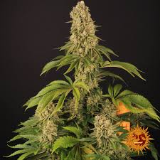 Tropicanna Banana x10